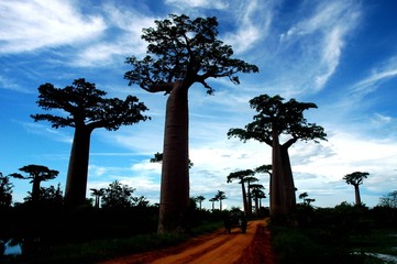 Fototapeta na wymiar Allée des baobaby (marofandilia, Madagasikara)