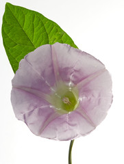 zarte blüte