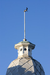 Fototapeta na wymiar seagull flying off the steeple of an old building in weymouth, s