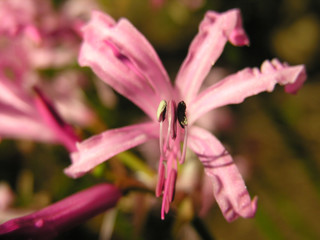 pink flower