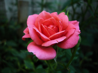 red rose #2