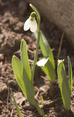 snow drop