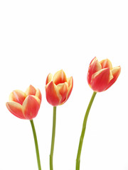 tulips - tulipa gesneriana