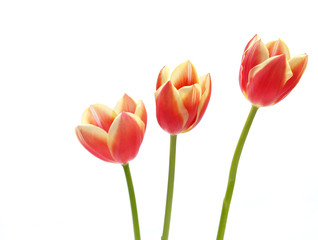 tulips - tulipa gesneriana