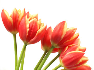 tulips - tulipa gesneriana