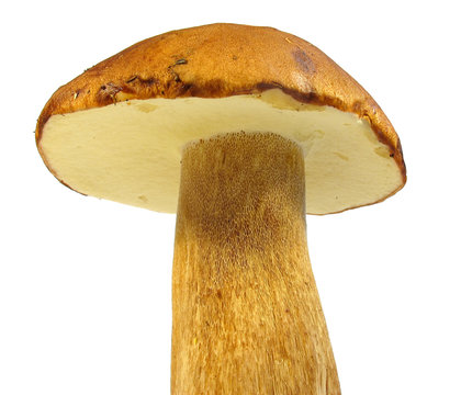 boletus edulis