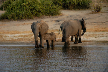 african bush elephants and nursing calf