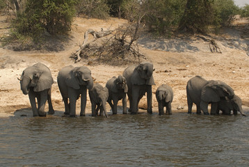 elephants drinking from chobe river