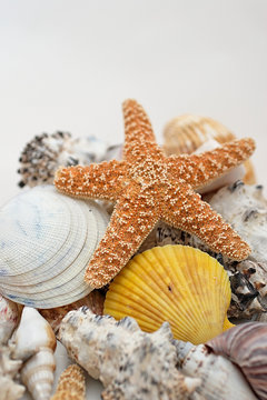 seestern und muscheln