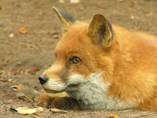 red fox face