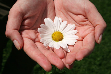 manos y flor