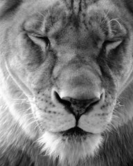 lioness in thought