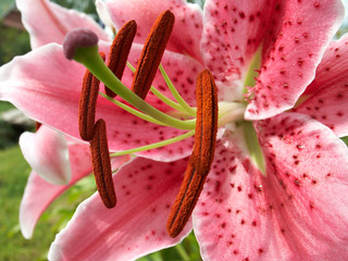 colorful lily closeup