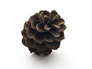 pine cone