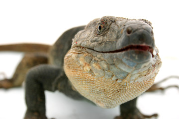 laragrto muy de cerca