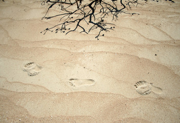 desert footprints