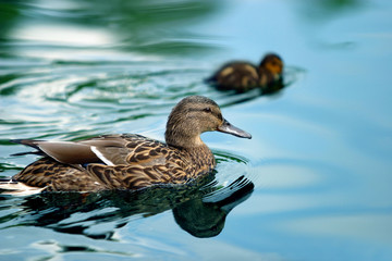 ducks in a pond - 499452