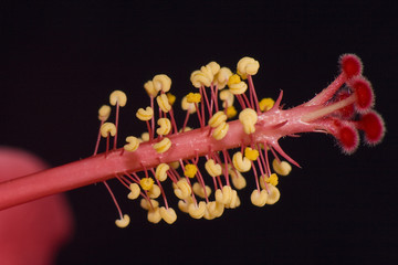 hibiskus detail © Wolfgang Staib