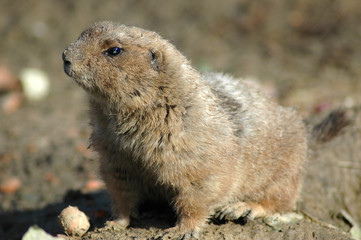 prairie dog