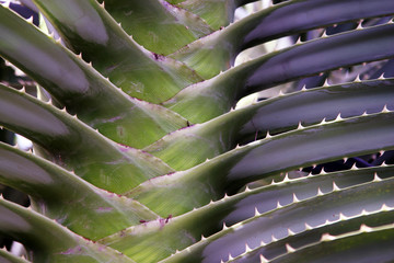 Obraz na płótnie Canvas detail of barbed plant