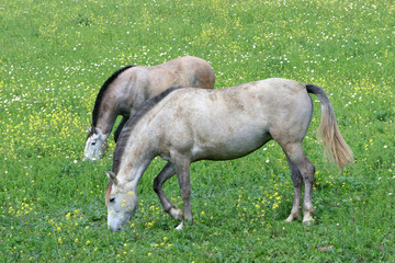 two white spanish andalucian horses standing in a field