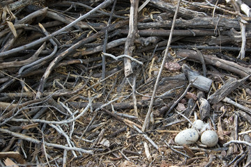 eagle nest, closeup
