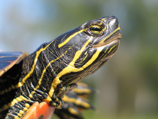 Obraz premium żółw