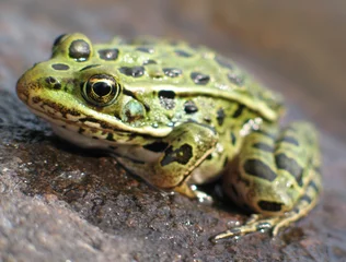  leopard frog 2 © kreefax