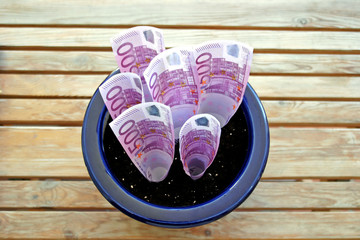 bunch of 500 euro notes growing in a pot