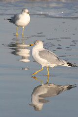 gull reflections