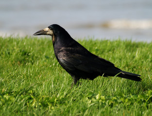 rook 1