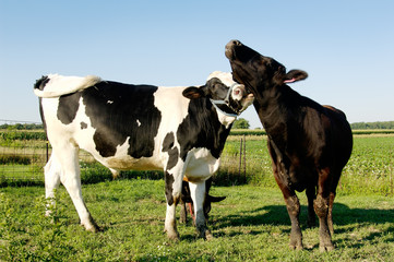Fototapeta na wymiar miłość krowa
