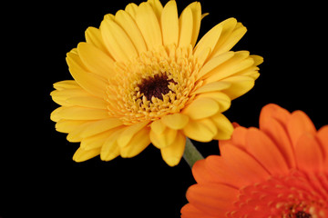 orange and yellow gerbera