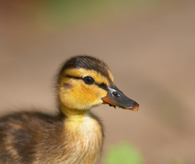 baby duck portrait