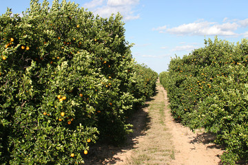 Fototapeta na wymiar path through orange grove