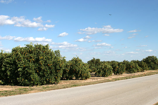 Orange Groves In Florida