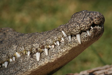 crocodile teeth