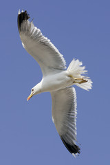 mouette en vol