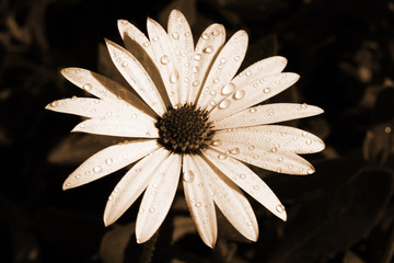 flor con gotas en sepia
