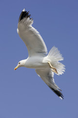 mouette en vol