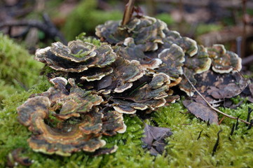 baumpilze