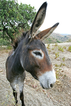 close up of spanish donkey with big ears