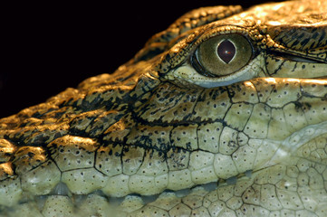 alligator