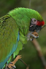 aras militaire © Dominique VERNIER