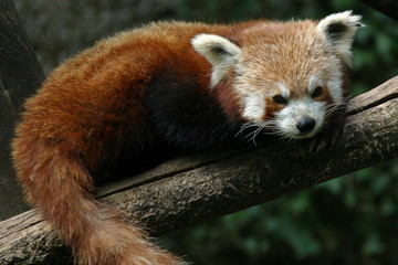 Obraz premium panda roux