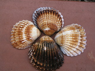 conchas de mar