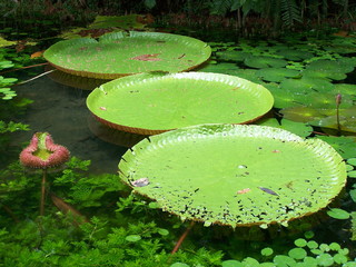 victoria regia