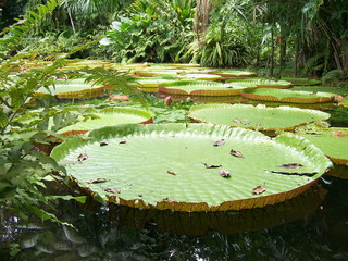 victoria regia (3)