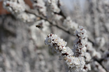 apple blossom