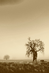 oaks in sepia: grainy and gritty